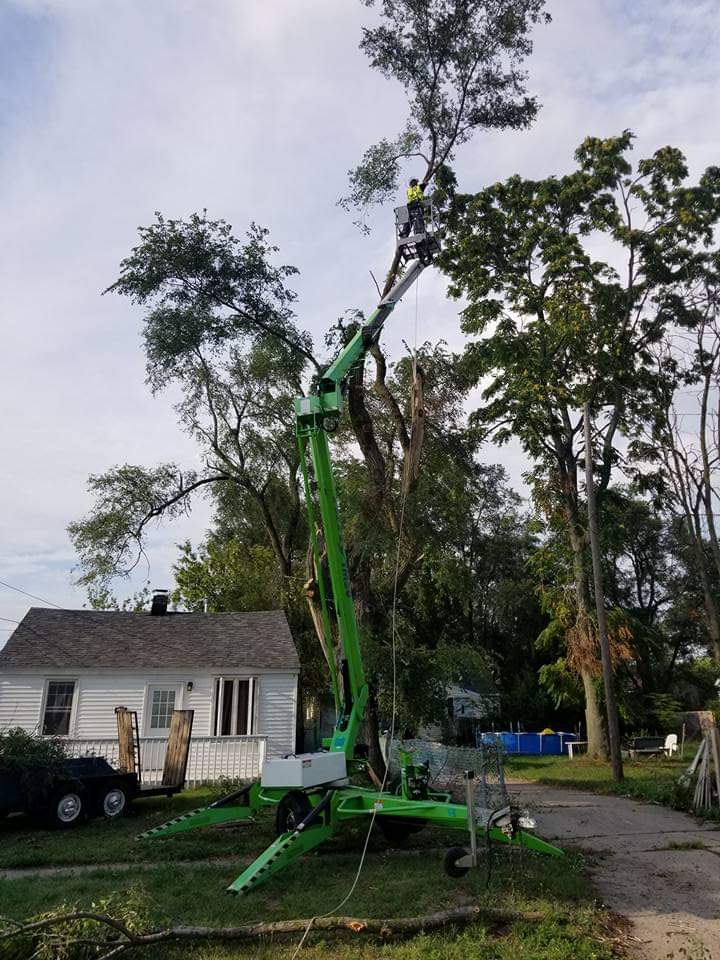 Bernal Landscape worker in an articulated boom lift pruning the canopy of a tall tree