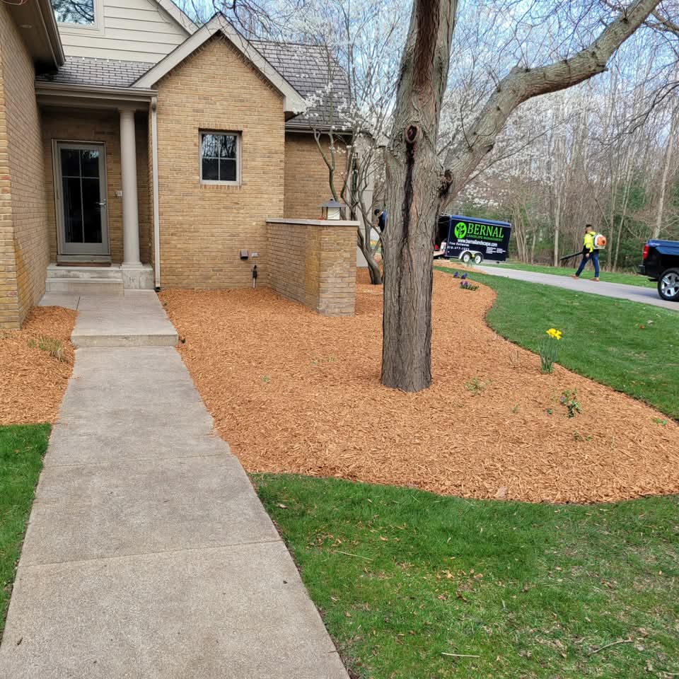 Fresh cedar mulch beds around trees at a brick house with a concrete sidewalk, Bernal branded trailer in the driveway, and a worker with a leaf blower